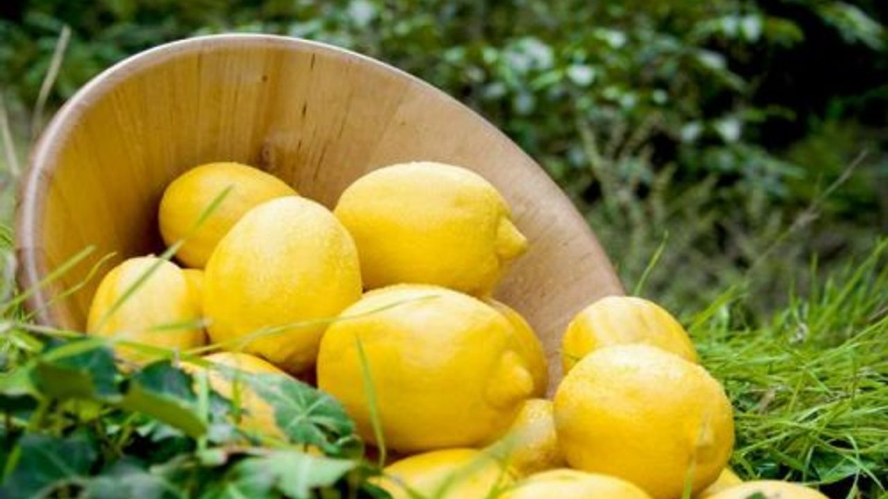 Narenciye de Rusya’ya ihracat başladı yüzler gülüyor