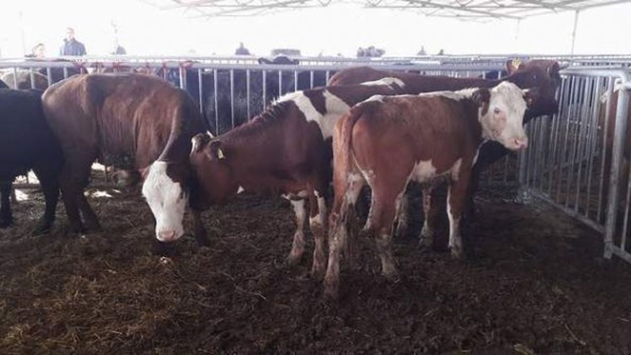 Çine’de genç çiftçilere hibe desteklemeleri dağıtıldı