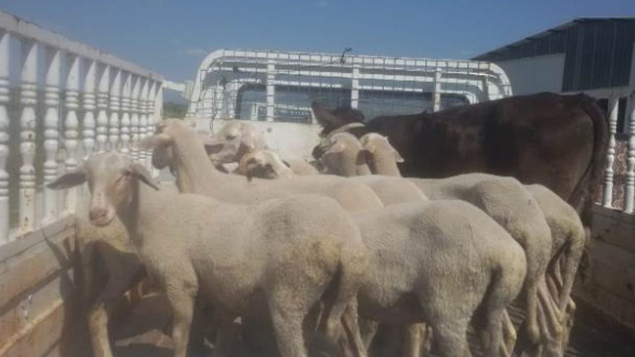 Çine Jandarma Ekipleri Çalınan Kuzuları Sahibine Geri Getirdi
