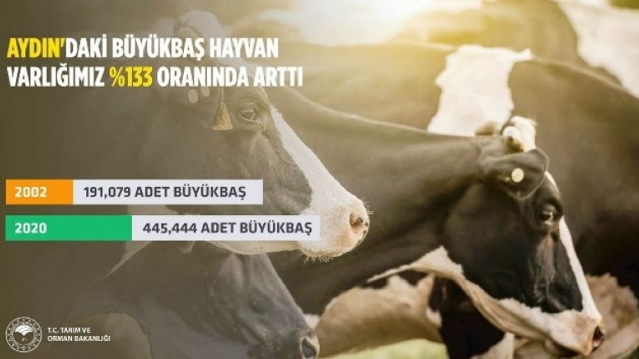 Aydın'da büyükbaş hayvan sayısı artış gösterdi