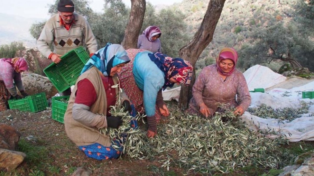 Çine’de organik zeytin hasat şenliği düzenlenecek