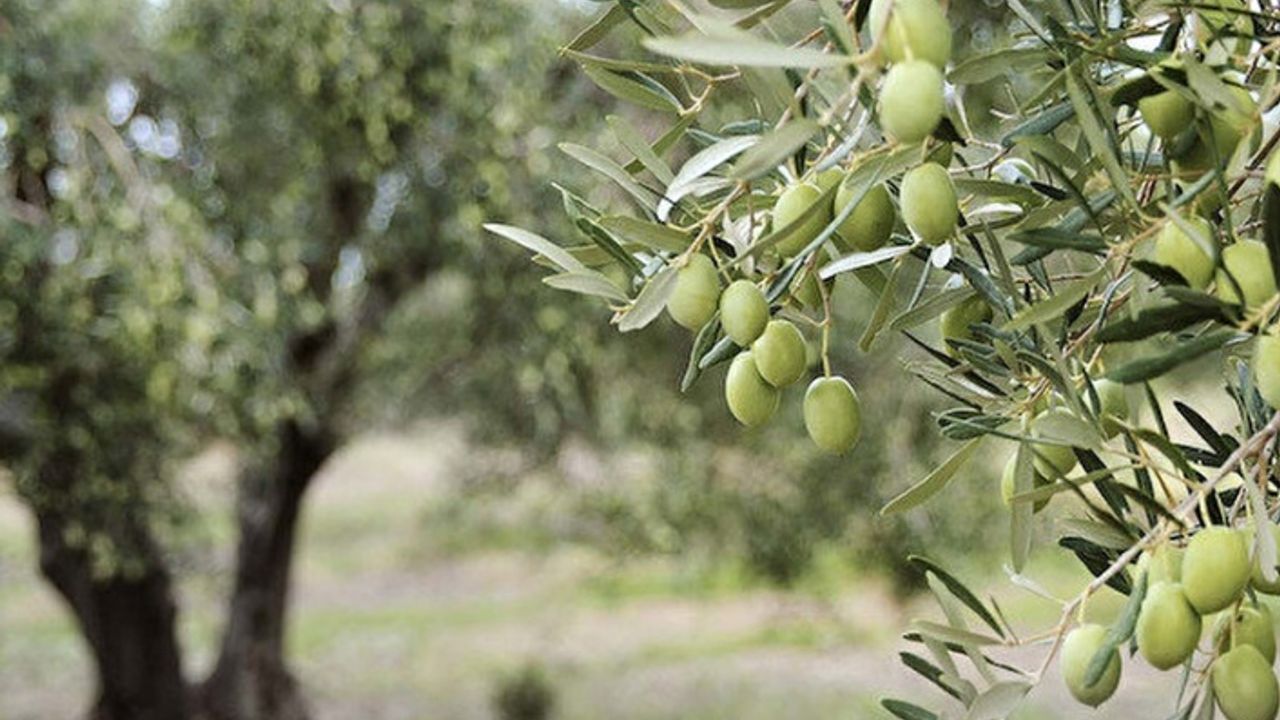 Zeytinyağı fiyatları, bir ayda en yüksek rakama ulaştı
