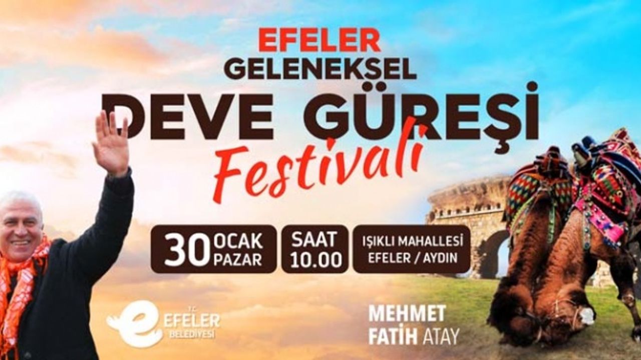 Efeler Geleneksel Deve Güreşi Festivali İçin Geri Sayım Başladı