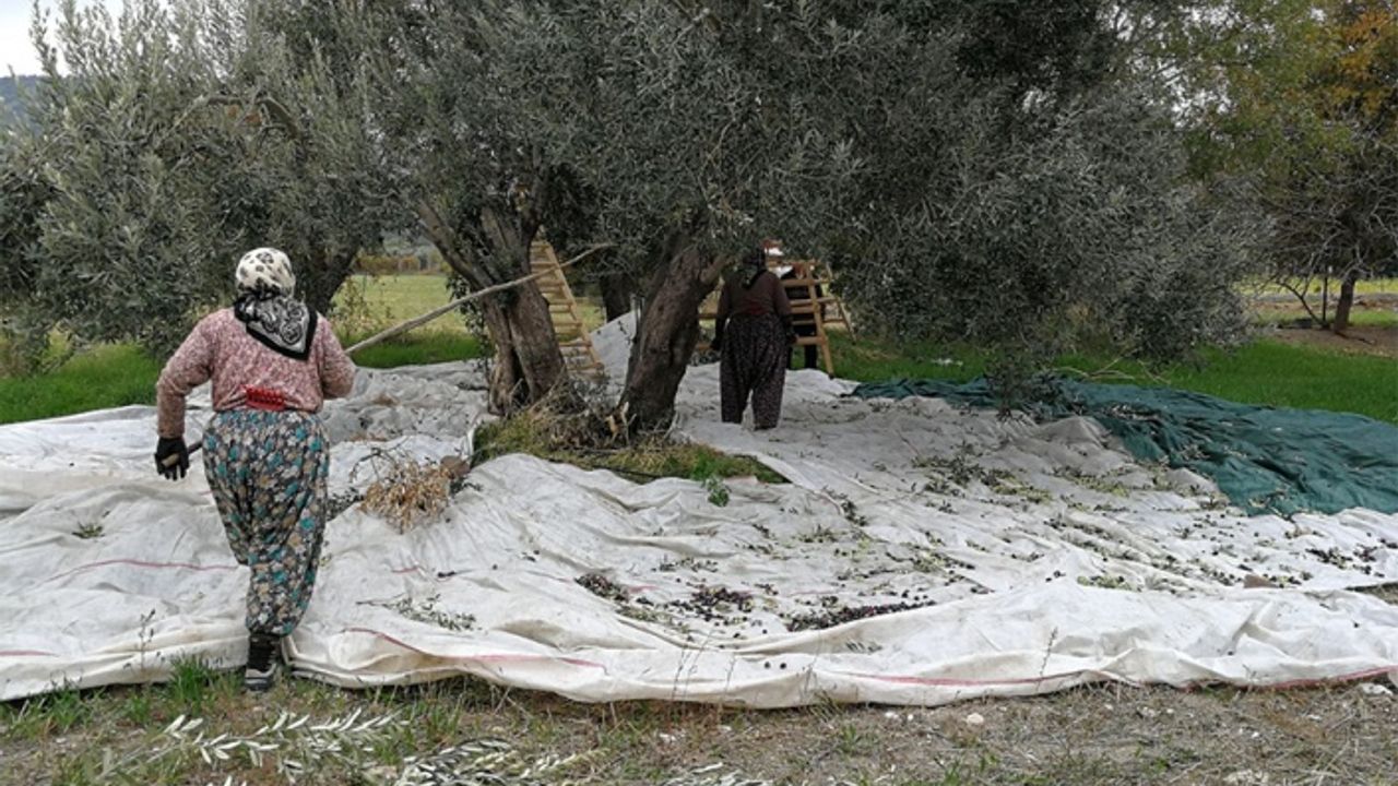 Aydın'da tarım işçileri ödeneği Türkiye ortalamasının altında kaldı