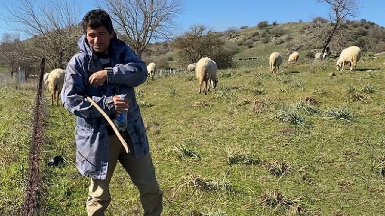 Koyun güderek Çine’de 1000 dönüm arazi satın aldı