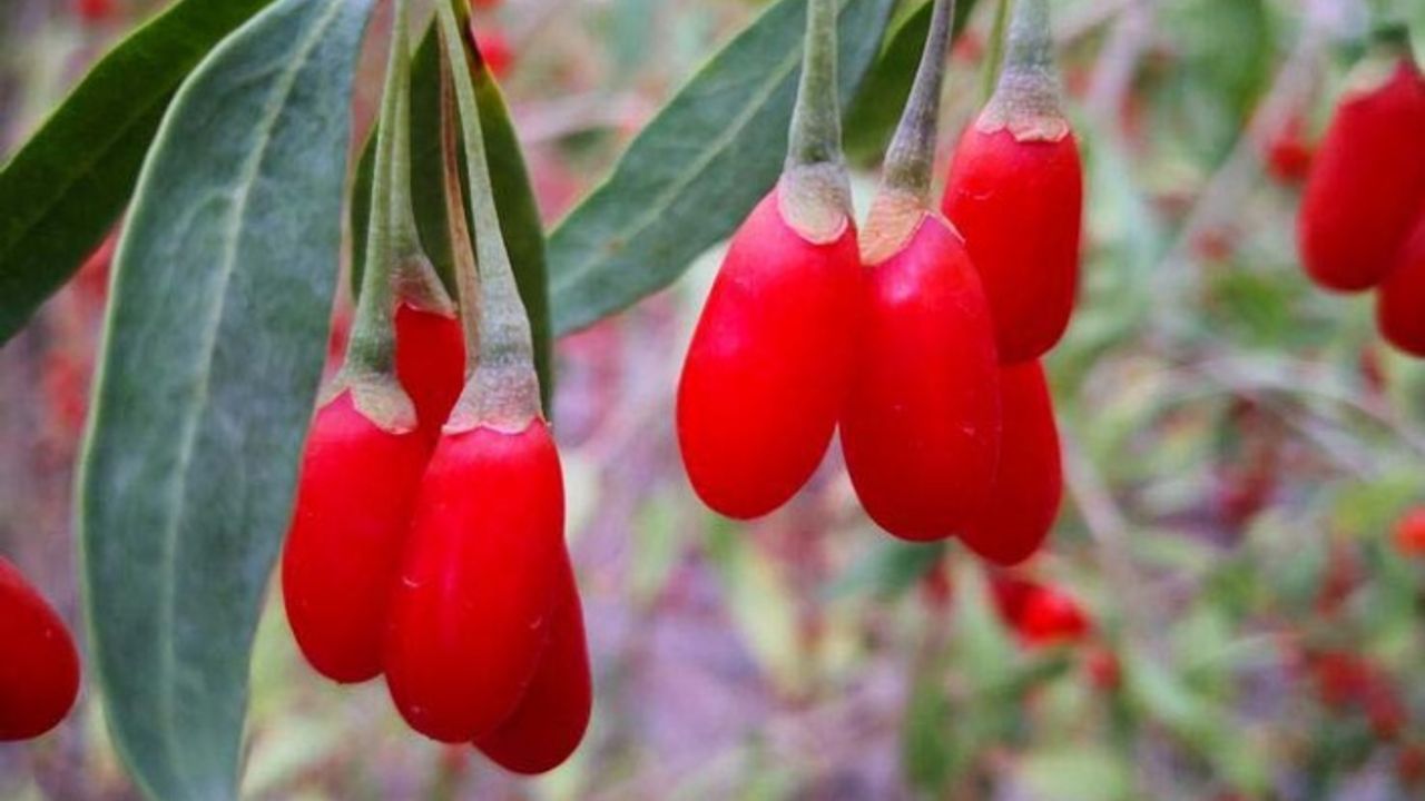Yaban Mersini, Goji Berry Ve Aronya Dikimi Yapıldı