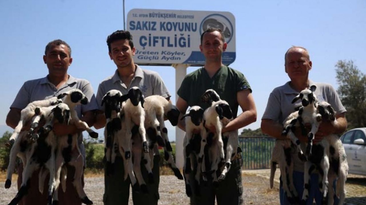 Aydın Büyükşehir Belediyesi’nin hayvancılık projesi her geçen gün büyüyor