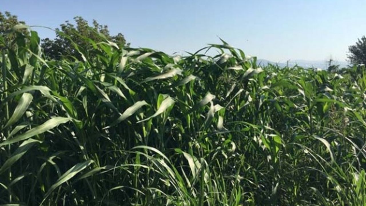 “Silajlık Mısıra Alternatif Silajlık Sorgum Üretimi Projesi" Tamamlandı