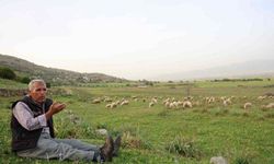 Çineli Altuğ ömrünü çok sevdiği koyunlarına adadı
