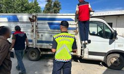 Karpuzlu'da canlı hayvan taşıyan 2 kişi cezadan kaçamadı