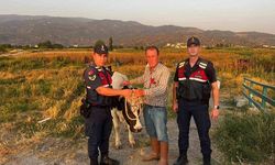 Çine Jandarma Komutanlığı çalınan hayvanı bularak sahibine teslim etti