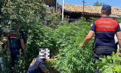 Çine'de 21 kök kenevir ele geçirildi