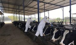Şap Hastalığı Önlemi: Çine Hayvan Pazarı Süresiz Kapatıldı