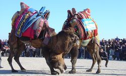 Aydın il genelinde deve güreşleri ertelendi