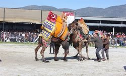 Deve güreşlerinin geleceğini aşılama oranı belirleyecek