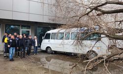 Çine’de dut ağacı minibüsün üstüne devrildi