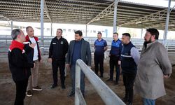 Çine Ekonomisine Can Suyu: Hayvan Pazarı Yeniden Açılıyor