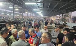 Çine ve Nazilli'de hayvan pazarlarında sıkı denetim