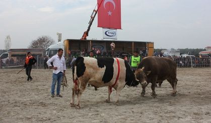 Çine Boğalar Güreşti