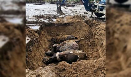 Söke’de sel felaketinin tarımsal üretimdeki zararları da ortaya çıkıyor