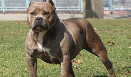 Pitbull cinsi köpeği sokakta tehlikeli şekilde gezdiren şahsa 33 bin TL ceza uygulandı