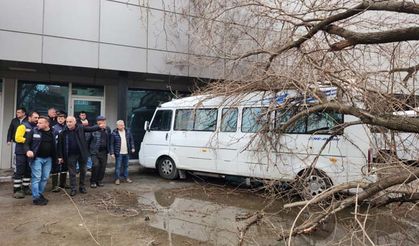 Çine’de dut ağacı minibüsün üstüne devrildi