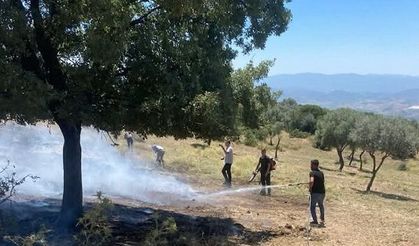 Çine Sarnıç'ta zeytinlik alanda çıkan yangın büyümeden kontrol altına alındı