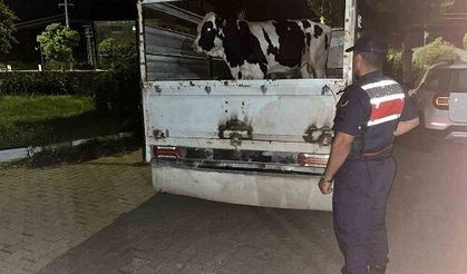 Çine’de Dolandırıcılık İddiası: 350 Bin TL’si Ödenmeyen Hayvanlar Jandarma Tarafından Bulundu