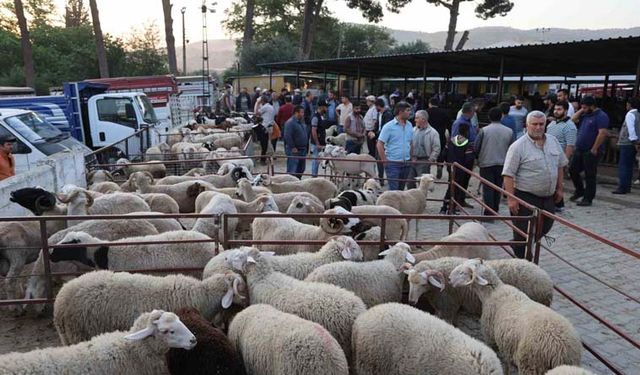 Aydın’da kurbanlık fiyatları düşüşte