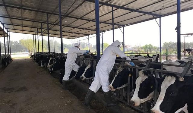 Şap Hastalığı Önlemi: Çine Hayvan Pazarı Süresiz Kapatıldı