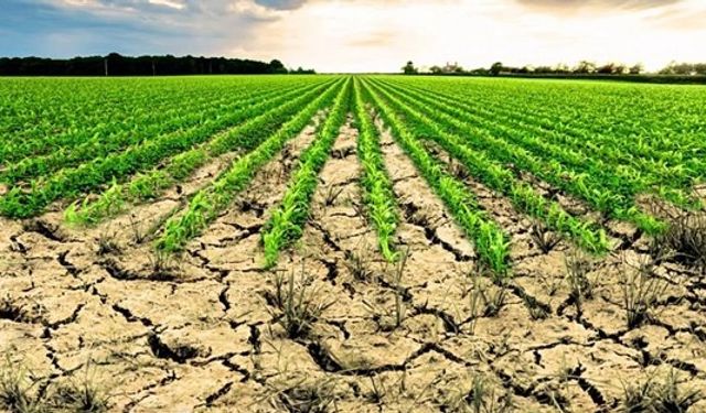 Aydın’da işlenmeyen tarım arazilerinin listesi ilan edildi