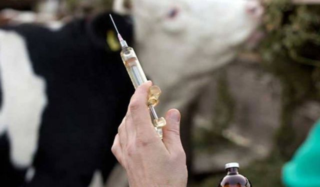 Çine’de Şap Hastalığı Nedeniyle Hayvan Hareketleri Yasaklandı