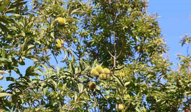 Aydın’da kestane hasat sezonu için hazırlıklar başladı
