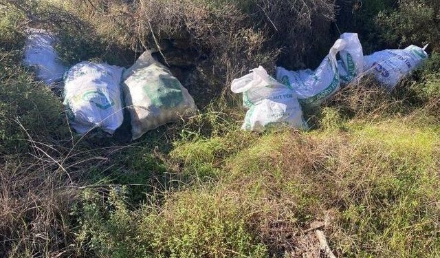 Çine'de çaldıkları çam fıstıklarını otların arasına sakladılar