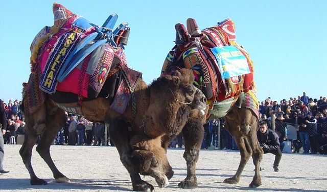 Aydın il genelinde deve güreşleri ertelendi