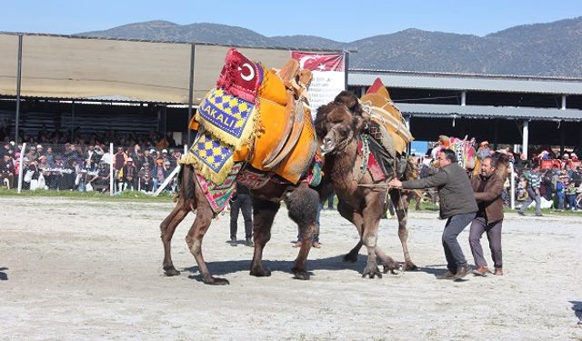 Deve güreşlerinin geleceğini aşılama oranı belirleyecek