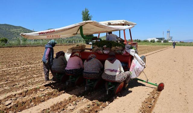 Çine'de biberler toprakla buluştu