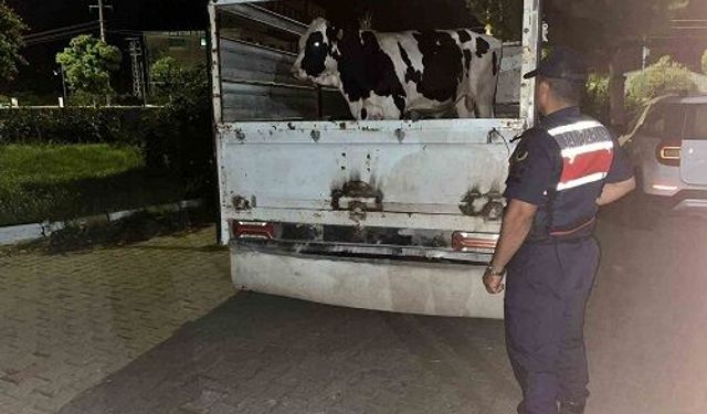 Çine’de Dolandırıcılık İddiası: 350 Bin TL’si Ödenmeyen Hayvanlar Jandarma Tarafından Bulundu