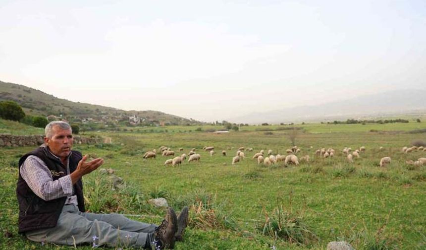Çineli Altuğ ömrünü çok sevdiği koyunlarına adadı