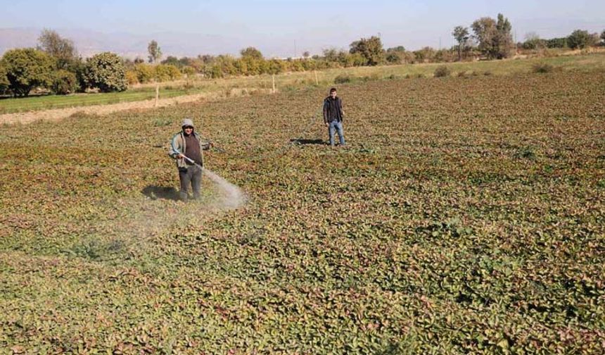 Ege’de yaz bitmeyince çiftçiler tarım zararlıları ile kışın da mücadele ediyor