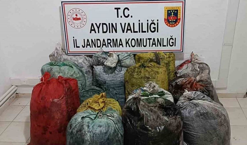 İzinsiz 1 ton zeytin toplayan 11 şüpheli yakalandı