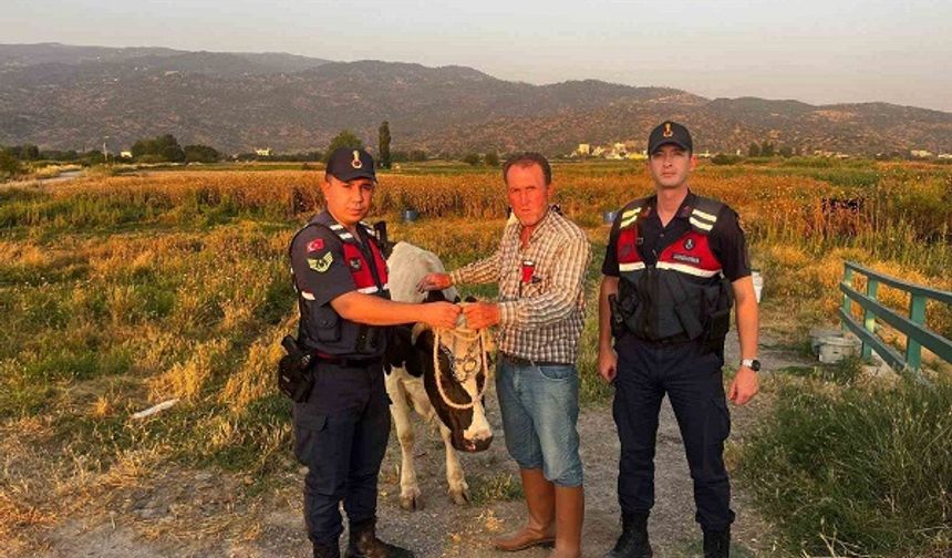 Çine Jandarma Komutanlığı çalınan hayvanı bularak sahibine teslim etti