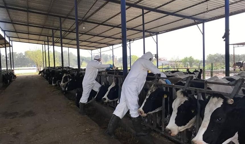 Şap Hastalığı Önlemi: Çine Hayvan Pazarı Süresiz Kapatıldı