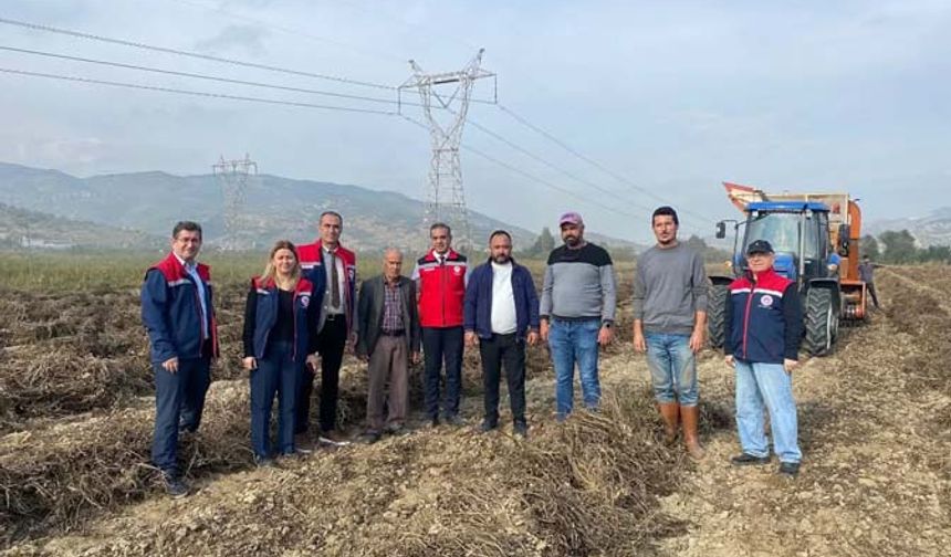 Aydın’ın Gururu Çine: Yer Fıstığında Lider İlçe!