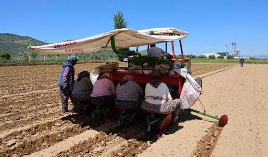 Çine'de biberler toprakla buluştu