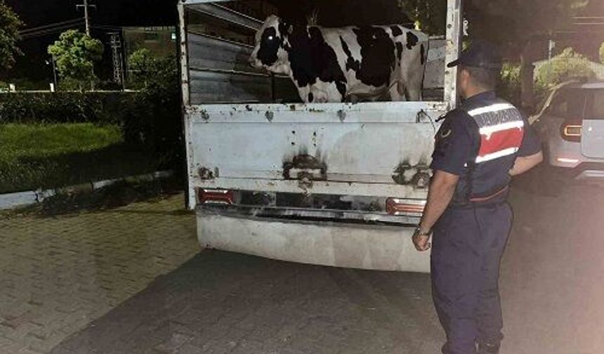 Çine’de Dolandırıcılık İddiası: 350 Bin TL’si Ödenmeyen Hayvanlar Jandarma Tarafından Bulundu