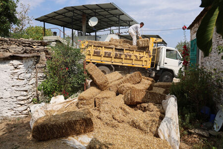 Dutluoluk Ve Kavşi̇t Mahallesi̇ Saman Dağitimi (6)